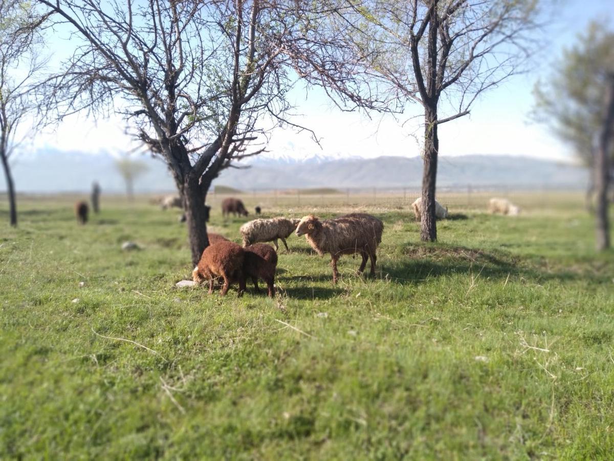 Уютный Ночлег Иссыкские Курганы Rahat Dış mekan fotoğraf