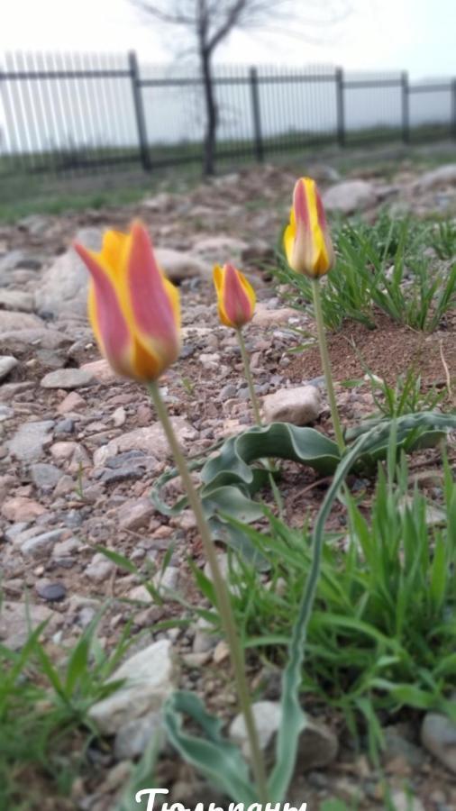 Уютный Ночлег Иссыкские Курганы Rahat Dış mekan fotoğraf